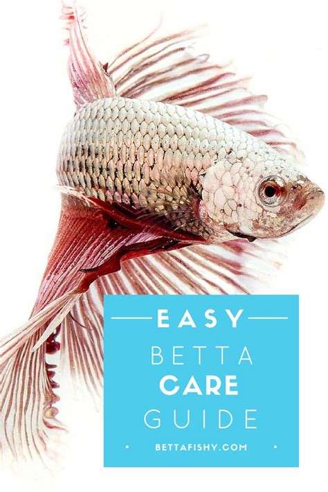 The 25 Best Betta Fish Bowl Ideas On Pinterest Betta Betta Fish And