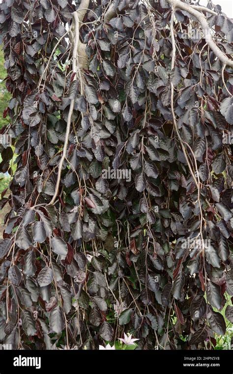 Weeping Purple European Beech Fagus Sylvatica Purpurea Pendula Stock