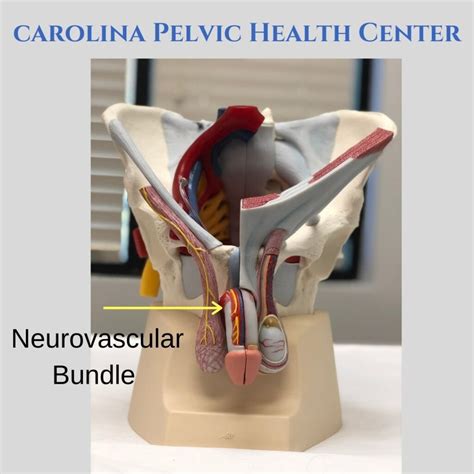 Hard Flaccid Syndrome Getting To The Root Of The Problem Carolina Pelvic Health