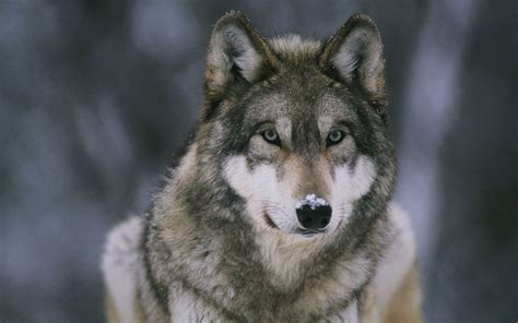Wolf Wallpapers Hd Free 485279 Wolf Dog Grey Wolf Wolf Poster
