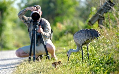 10 Best Bird Photography Cameras In 2023
