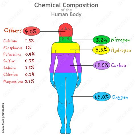 Chemical Makeup Of Human Body Saubhaya Makeup