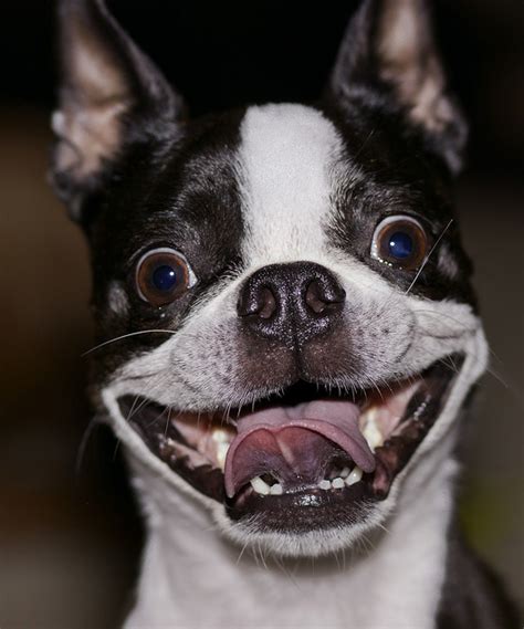 Photo Ten Reasons We Love Our Boston Terriers