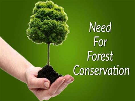 Shervin Hessamfar Forest Conservation Forest Resources Conservation