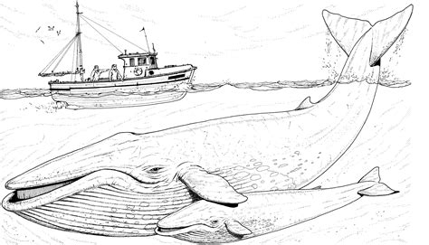 Free Whale Coloring Pages | Whale coloring pages, Blue whale drawing