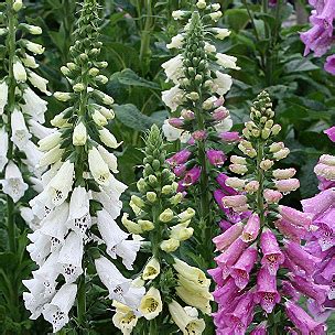 La lobelia è una pianta molto amata, sia nelle sue specie annuali sia in quelle perenni. IL GIARDINO SFUMATO: SPIGHE DI FIORI