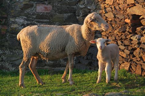 Free Images Nature Wildlife Herd Pasture Grazing Mammal Fauna