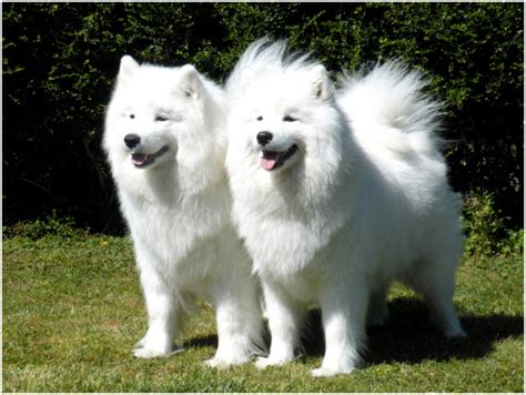 Samoyed Pictures Rescue Puppies Breeders Temperament Price