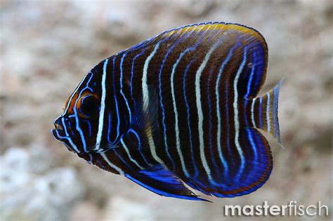 Blue Faced Angelfish Pomacanthus Xanthometopon Online Shop