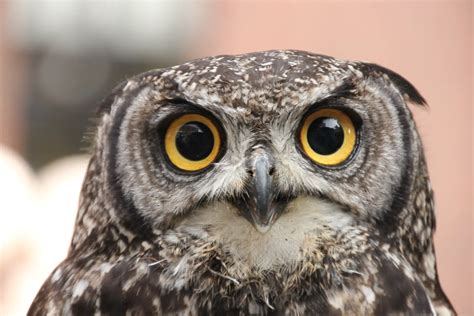Top 7 Fake Owls To Scare Birds The Buying Guide You Need Bird