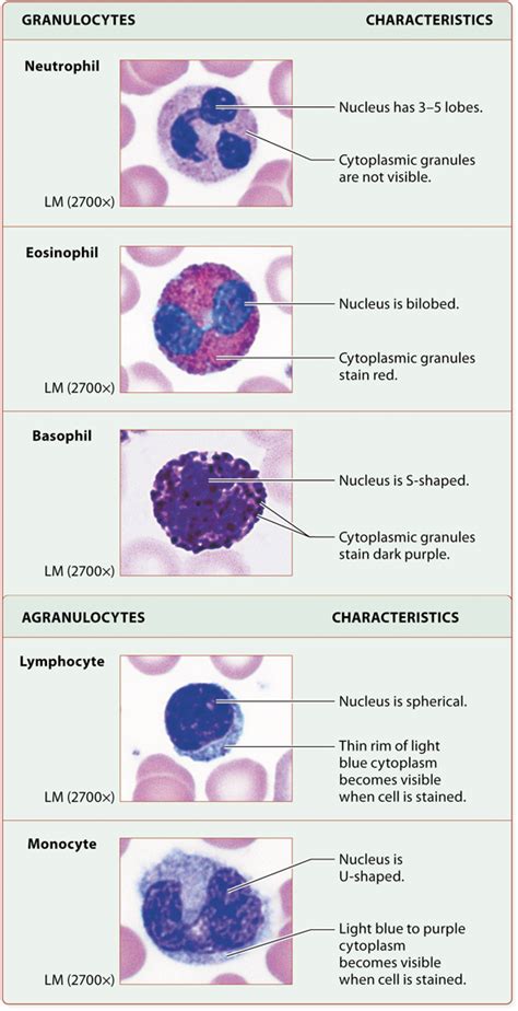 Module 193 Leukocytes And Immune Function Human Anatomy And