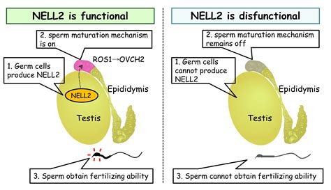 Novel Switch Protein That ‘turns On Sperm For Fertilization Ikawa Lab