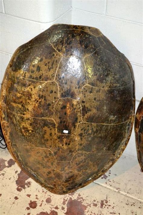Giant Turtle Shell Natural History Industry Science And Technology