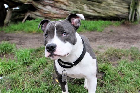 Staffordshire Bull Terrier Pictures Facts User Reviews With Images