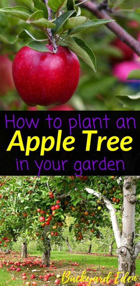 How To Plant An Apple Tree Backyard Eden Fruit Tree Garden Apple
