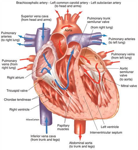 Download media please credit each image as: Human Heart - Front View - Interior | Carlson Stock Art