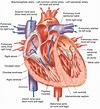 Human Heart - Front View - Interior | Carlson Stock Art