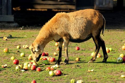 What Animals Eat Apples Animal Hype