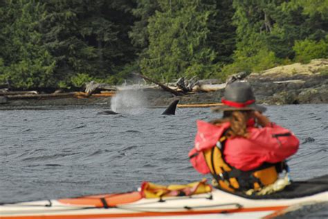 Orca Kayaking Vancouver Island Spirit Of The West Adventures