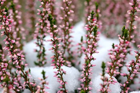 24 Winter Flowers That Will Add Vibrant Color To Your Garden