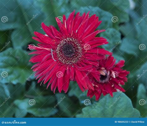 Closeup View Of A Red Gerber Daisy Bloom Stock Image Image Of Order