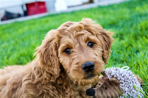 Female Goldendoodle Puppy Pumpkin Placed Puppy Steps Training