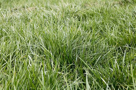Dont Miss This Fescue Opportunity Hay And Forage Magazine