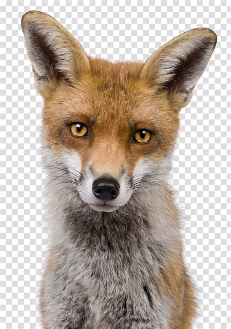 Free Download Red Fox Kit Fox Head Shot Fox Transparent Background