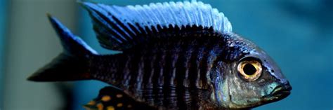 Pin By Prashant Sharma On African Cichlids African Cichlids Fish Pet