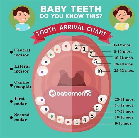 Heres A Helpful Info Graphic From Babemometips That Covers When You