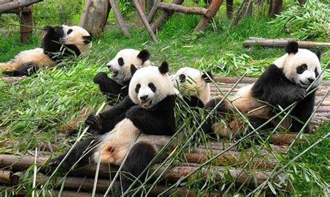 15 Fun Pandas Facts You Didnt Know 7 Will Impress You Giant Panda