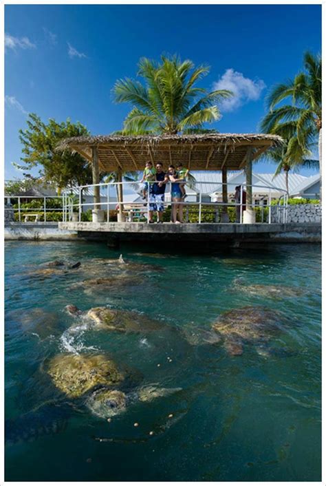 cayman turtle centre island wildlife encounter west bay 2018 all you need to know before