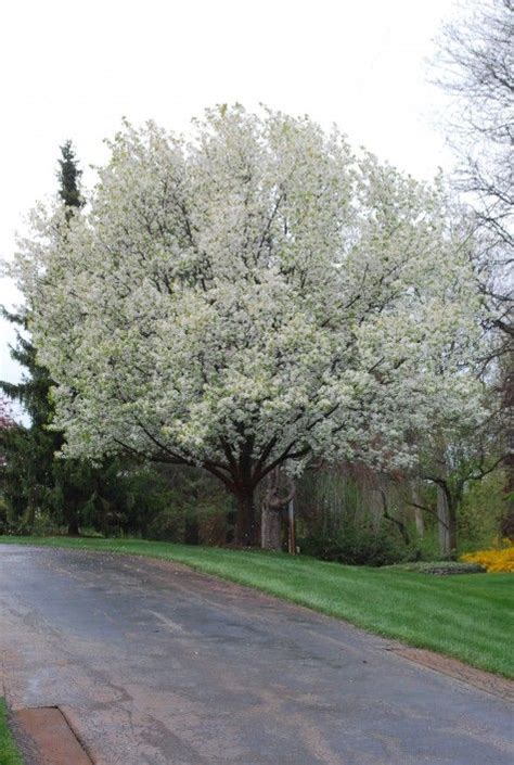 Take your garden to the next level with climbing flowering vines from michigan bulb. pictures of trees in the spring - Google Search | White ...