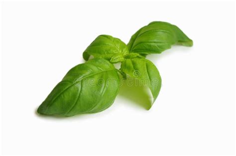 Fresh Green Basil Leaf Isolated On White Background Close Up Basil