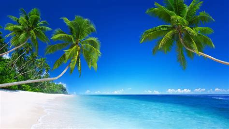 壁纸 美丽的海滩，热带天堂，棕榈树，蓝色的大海 3840x2160 Uhd 4k 高清壁纸 图片 照片