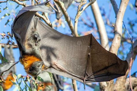 A Male Flying Fox Hangs Upside Down From A Gum Tree Stock Photo Image