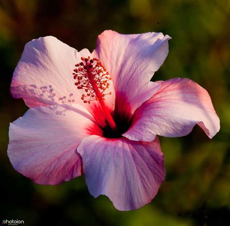 Essential Tips For Flower Photography Photography School