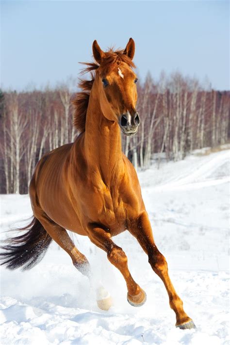 Red Horse Runs Front In Winter Horses Chestnut Horse Horses In Snow