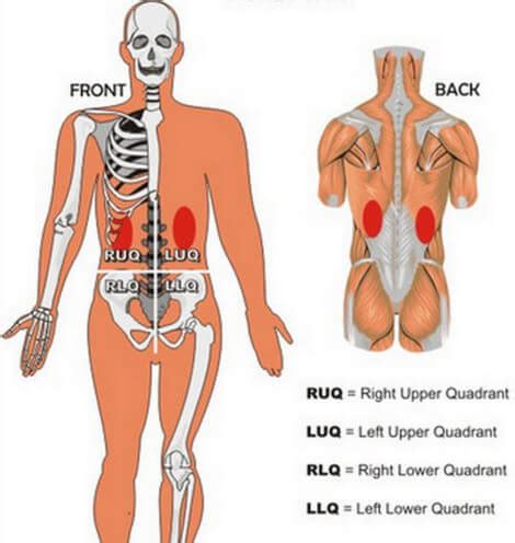 The back of the leg (calf). Kidney pain vs. Right, Left and Central Abdominal Pain - La vaca cega