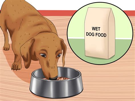 How To Cure Frequent Dog Vomiting 11 Steps With Pictures