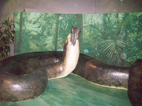 Titanoboa Prehistoric Monster Snake Hubpages