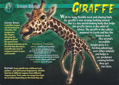 Giraffe Giraffe Wild Creatures Wild Animals Information