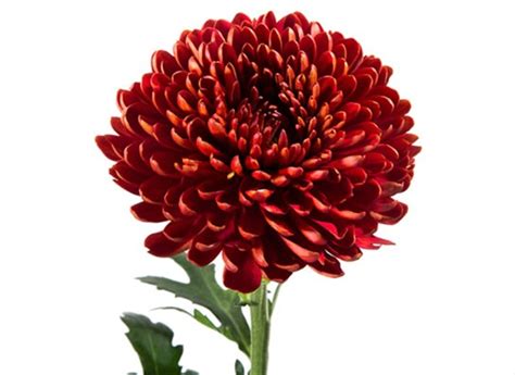 Chrys Disbud Virginia Red Disbudsmums Chrysanthemum Flowers By