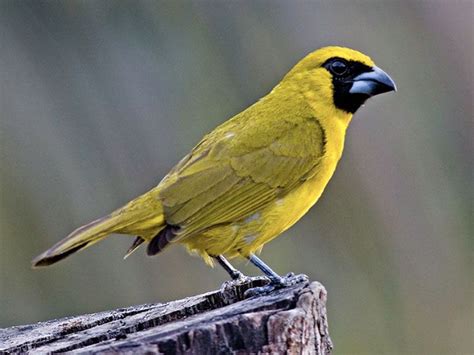 Yellow Green Grosbeak Caryothraustes Canadensis Via Cornellunivs