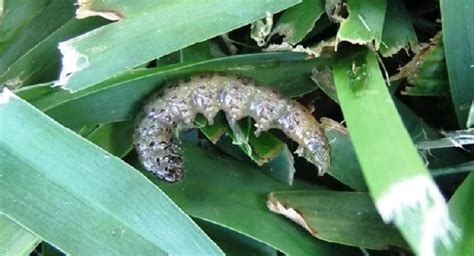 Lawn Grubs Learn More About Lawn Diseases And Pests And Treatments