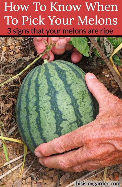 How To Know When Melons Are Ripe 3 Ways To Tell It S Time To Pick Artofit