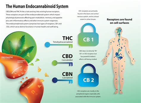 The Ultimate Guide To Cbd Everything You Need To Know