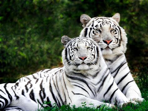 Majestic White Tigers Cats Wallpaper 37245613 Fanpop