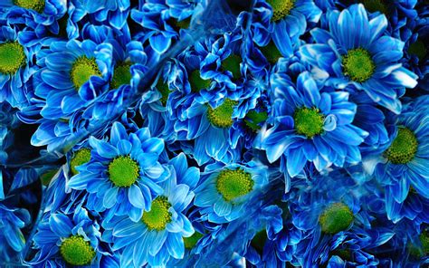 Images Blue Light Blue Mums Flowers Many 3840x2400