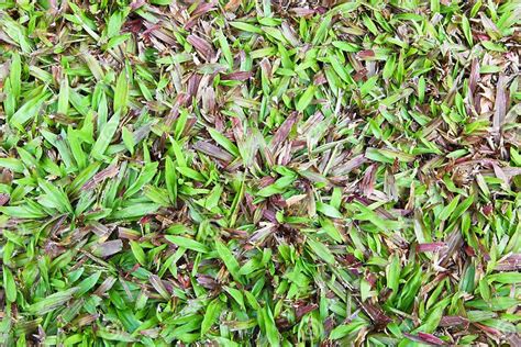 Tropical Carpet Grass Stock Image Image Of Leaf Outdoor 40543395